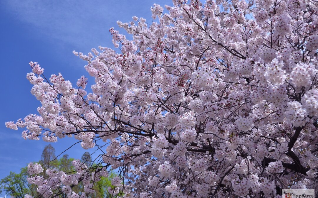 Andare in Giappone per la fioritura dei ciliegi
