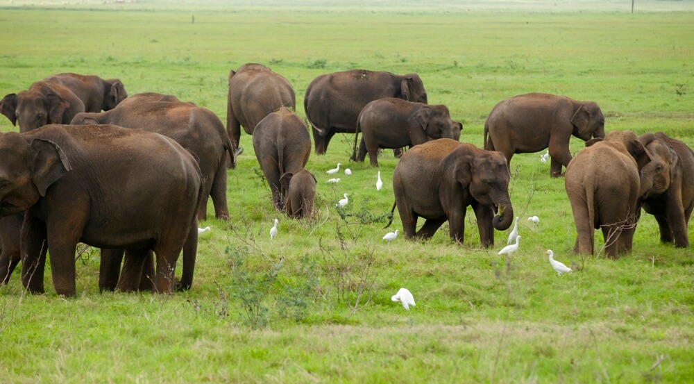 Interazione con gli elefanti nello Sri Lanka. Un’esperienza sostenibile e autentica
