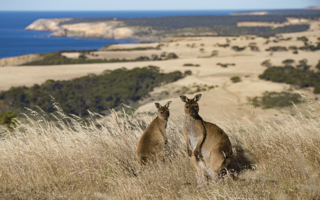 Kangaroo Island: i nostri consigli per un viaggio nell’Australia in miniatura